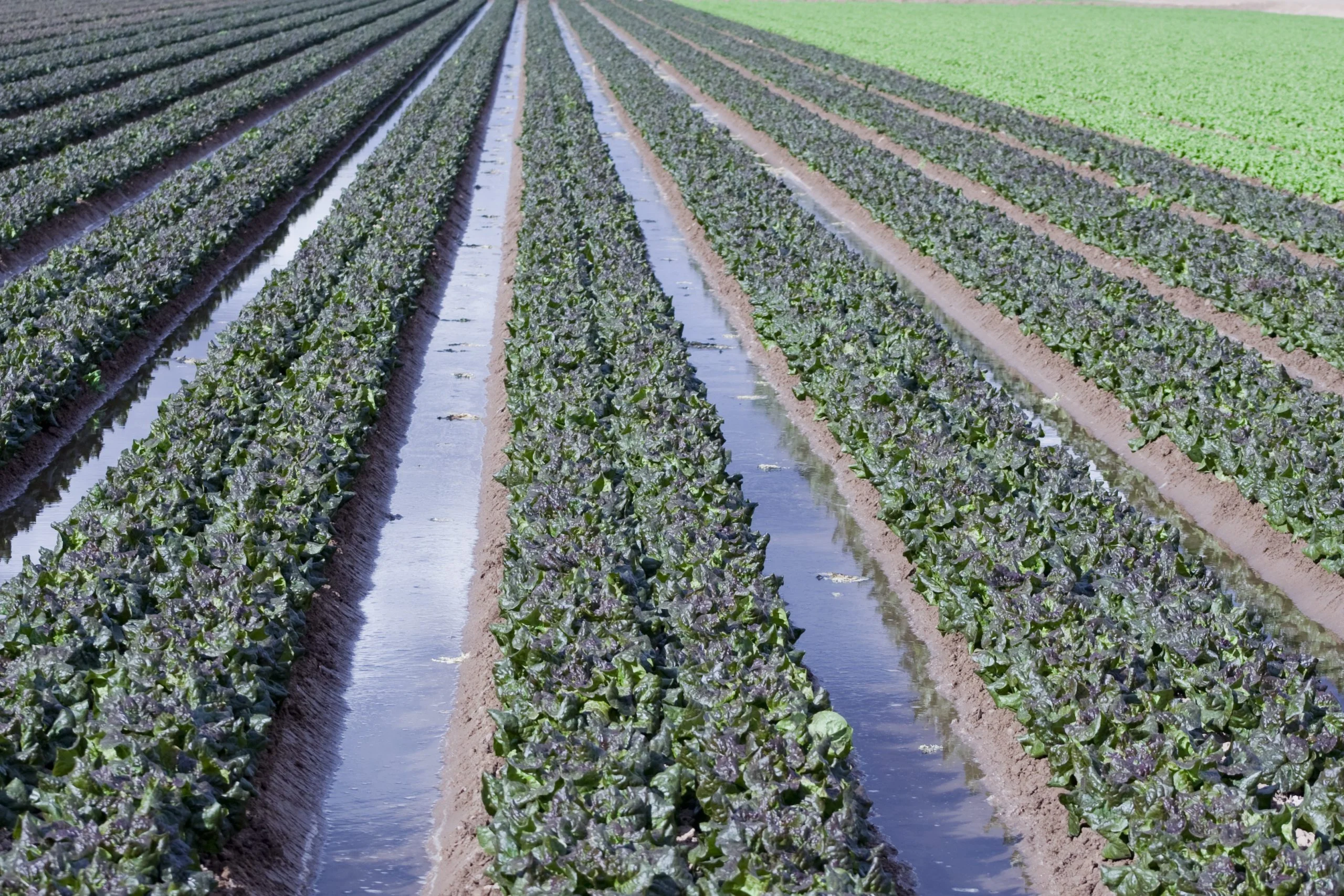 SGMA experts interpret DWR’s GSP assessments