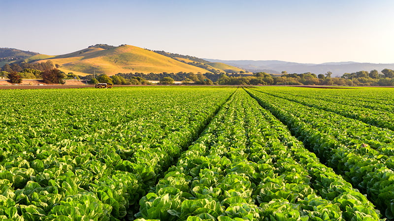 California lettuce field