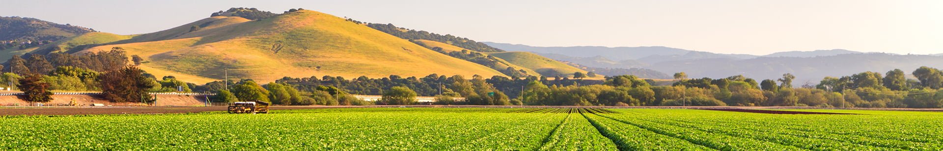Salinas Valley lettuce field