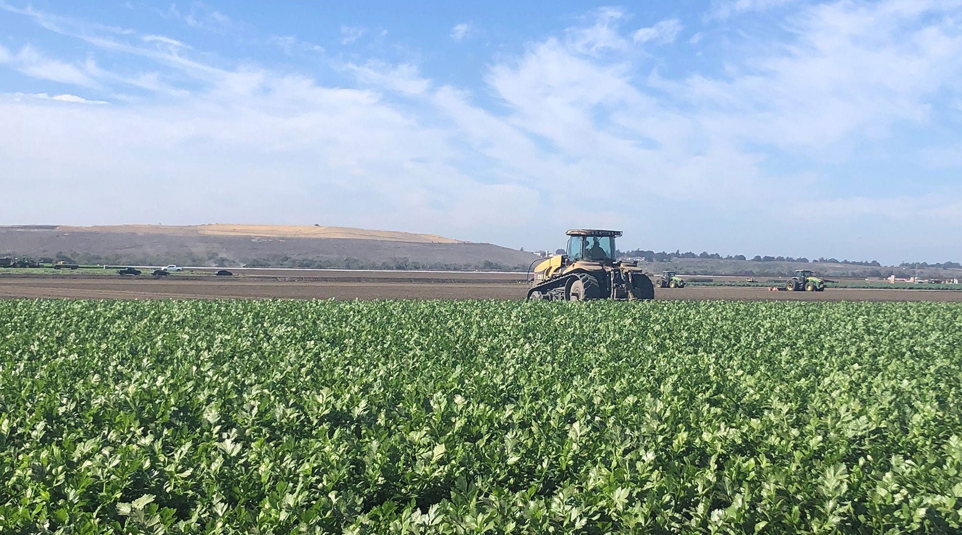 Salinas Valley agriculture