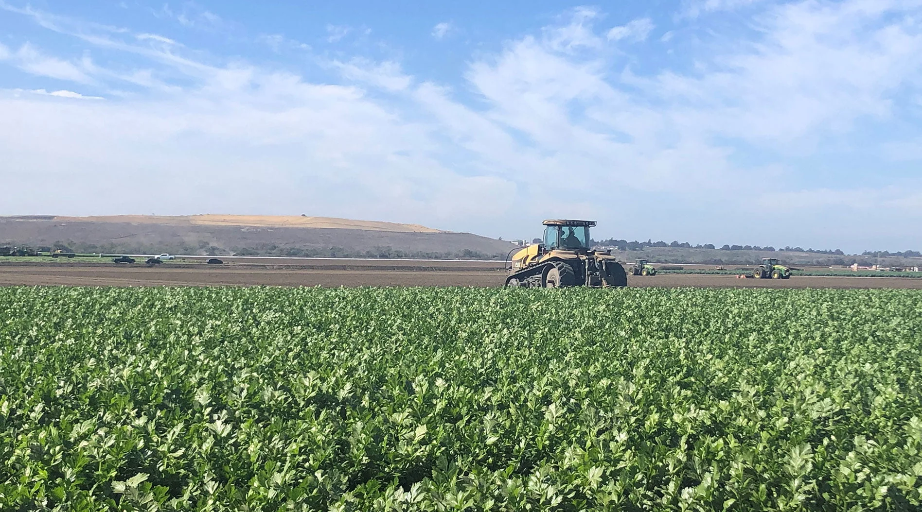Salinas Valley agriculture